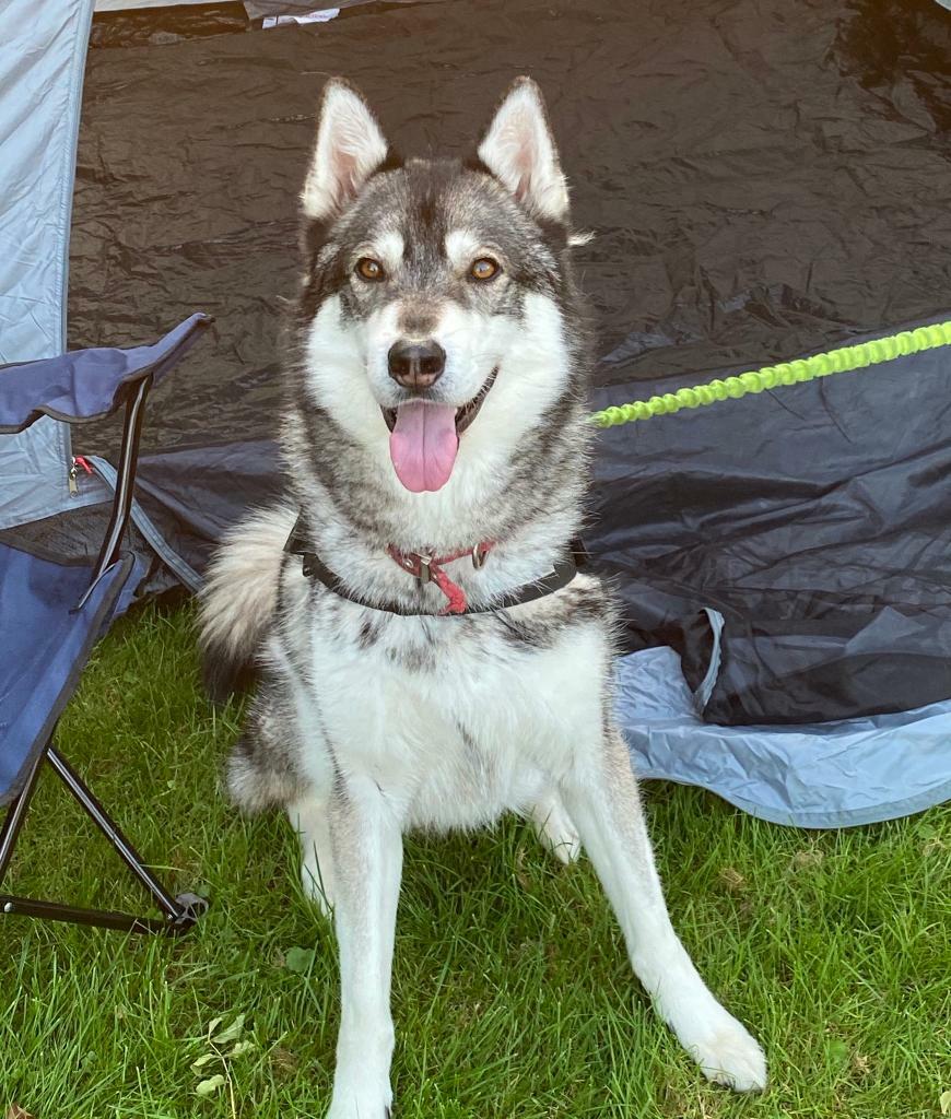 trained siberian husky for sale